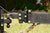 BulletProof Medium Duty Road Suppressor Channel to Channel Coupler Mount